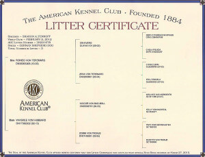 The American Kennel - Club Litter Certificate